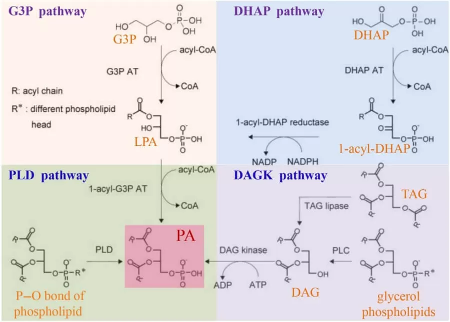 Biosynthesis of phosphatidic acid (PA) (Zhou et al., 2024)